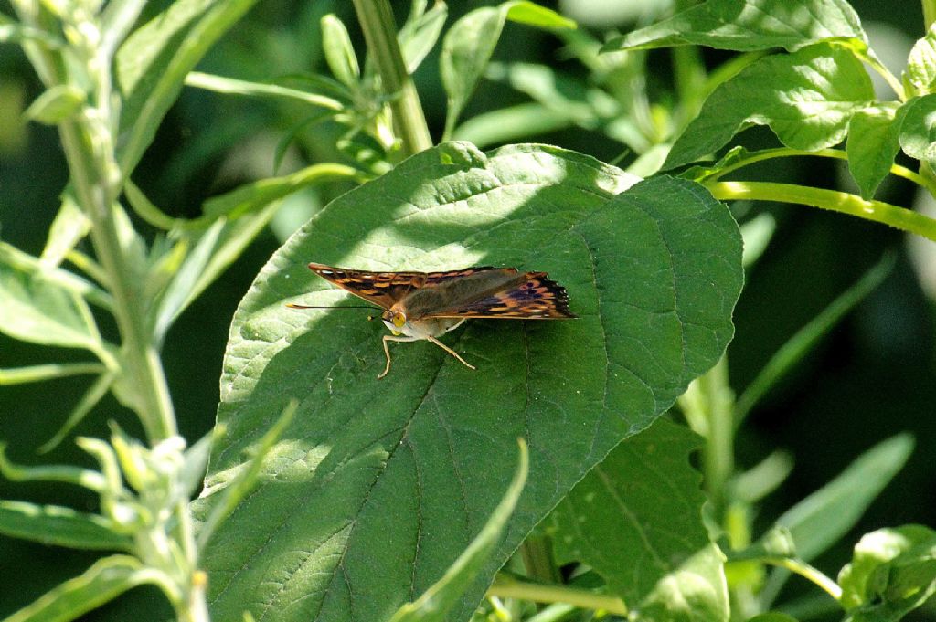 Apatura ilia forma clytie maschio?